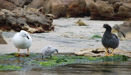 Kelp Goose (Chloephaga hybrida) family, New Island, Falkland Islands.