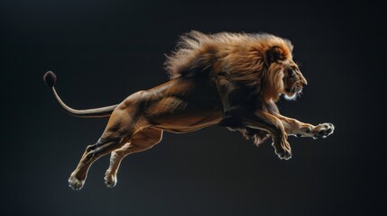 Lion jump on a black background. Flying animal.