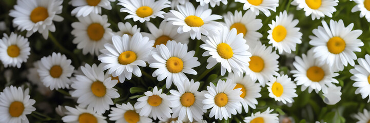 Obraz premium Flowers chamomile close up. The concept of fortune telling and 8 march. bouquet of daisies