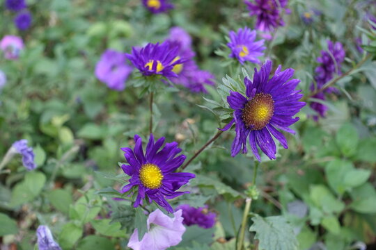 Flowers of single purple China asters in mid September