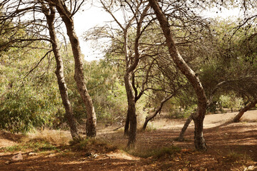 Bosque de pinos y eucaliptos, clima mediterráneo © Erika