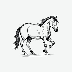 horse silhouette isolated on white