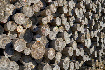 Wood logs stacked illuminated by the sun