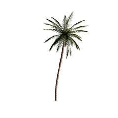 Coconut tree isolated on transparent background ,3D render