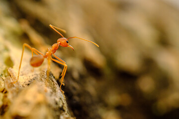 portrait of a red ant walking 