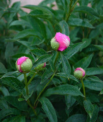 Closed buds of peonies with raindrops on a background of green leaves