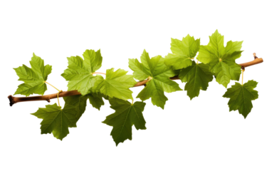 A close up shot of a branch from a tree with vibrant green leaves. The leaves are lush and healthy, soaking up the sunlight. on a White or Clear Surface PNG Transparent Background.