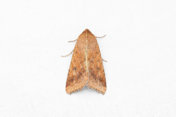 cotton bollworm, corn earworm (Helicoverpa armigera) is a species of Lepidoptera in the family Noctuidae.