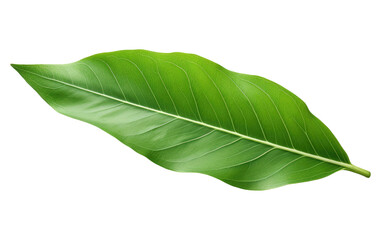 Obraz premium Green Leaf. A single green leaf is vibrant and has a simple, elegant shape. on a White or Clear Surface PNG Transparent Background.