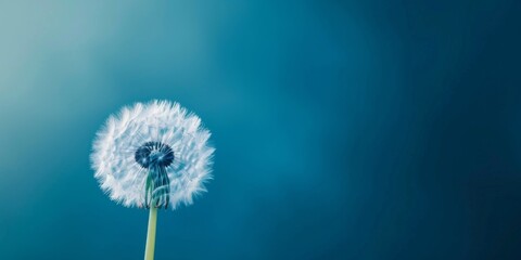 An abstract close-up of a dandelion against a blue backdrop, designed as a serene horizontal wallpaper with ample text space.