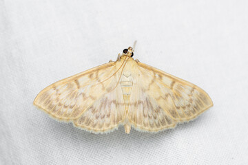 The mother of pearl moth (Patania ruralis) is a species of moth in the family Crambidae.