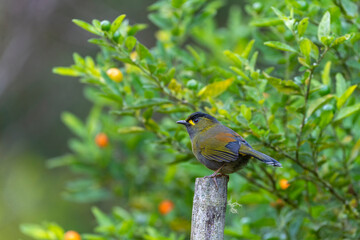 Steere's Liocichla, an endemic bird from Taiwan perched
