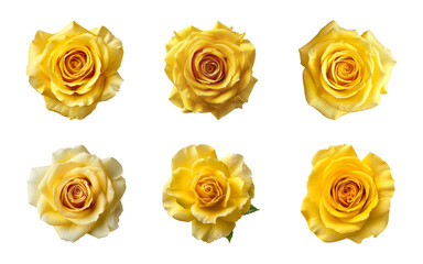 Collection of yellow rose flowers isolated on a transparent background, top view