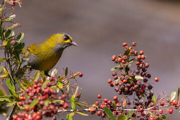 Steere's Liocichla, an endemic bird from Taiwan perched
