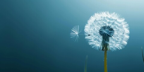 An abstract close-up of a dandelion against a blue backdrop, designed as a serene horizontal wallpaper with ample text space.