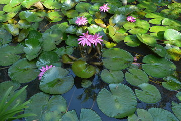 Beautiful purple lotus flowers  or Bunga Teratai or Nelumbo Nucifera blooming on the water with...