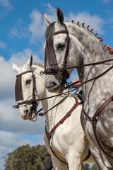 Obraz premium caballos
