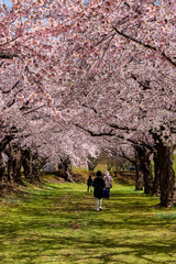 Beautiful Cherry Blossom (Sakura) tunnel on a bright sunny day in spring (Goryokaku Park, Hakodate, Hokkaido, Japan)