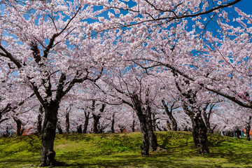 Spectacular springtime Cherry Blossom bloom on a bright, sunny day