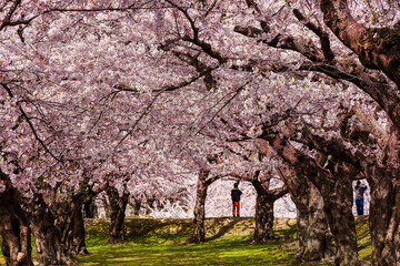 Beautiful Cherry Blossom (Sakura) tunnel on a bright sunny day in spring (Goryokaku Park, Hakodate, Hokkaido, Japan)