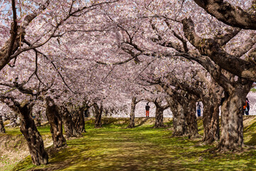 Tourists under a beautiful pink Cherry Blossom tunnel on a bright, sunny day in springtime