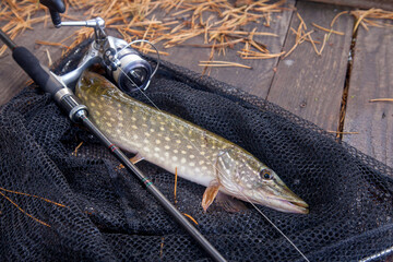 Freshwater pike and fishing equipment lies on landing net. Composition on wooden background with...
