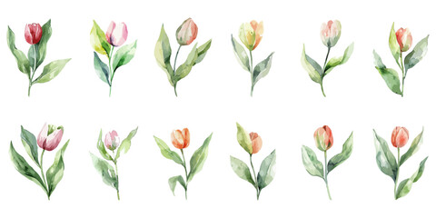 set of spring tulip flower wet watercolor.