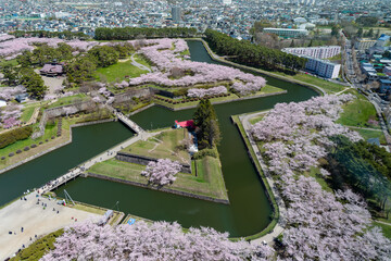 Goryokaku Park in Hakodate during the spring Cherry Blossom (Sakura) bloom.  (Hokkaido, Japan)