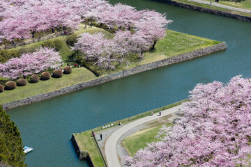 People enjoying beautiful pink Cherry Blossom during springtime
