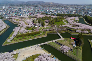 Spectacular pink Sakura (Cherry Blossom) in springtime (Hakodate, Japan)