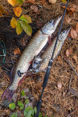 Freshwater pike fish. Big freshwater pike fish lies on keep net with fishery catch in it and...