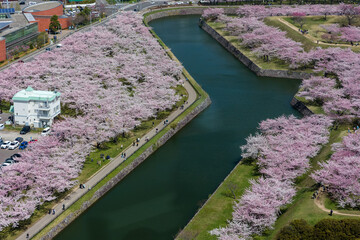 Spectacular pink Sakura (Cherry Blossom) in springtime (Hakodate, Japan)