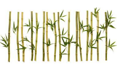 Cluster of Bamboo Sticks in a Row. The cylindrical sticks are standing upright, showcasing their natural and sturdy structure. on a White or Clear Surface PNG Transparent Background.