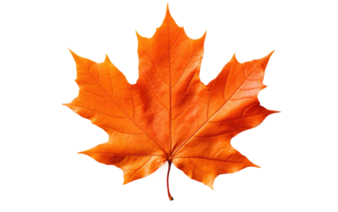 Orange Maple Leaf. The leaf appears vibrant and full of intricate details, showcasing the beauty of nature in its simplicity. on a White or Clear Surface PNG Transparent Background.
