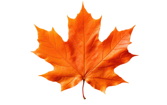 Orange Maple Leaf. The leaf appears vibrant and full of intricate details, showcasing the beauty of nature in its simplicity. on a White or Clear Surface PNG Transparent Background.