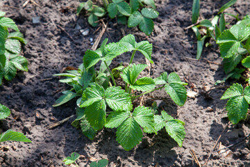 Young leaves of strawberry bush in the garden at spring time..