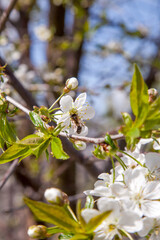 Honeybee on white flower of cherry tree collecting pollen and nectar to make sweet honey with medicinal benefits..