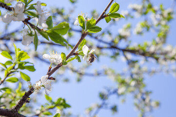 Honeybee on white flower of apple tree collecting pollen and nectar to make sweet honey with medicinal benefits..
