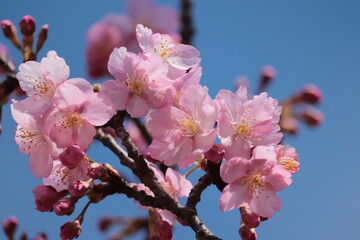 Cherry Blossom