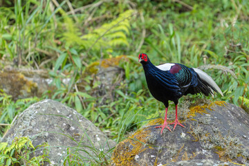 Swinhoe's pheasant, male pheasant endemic bird of Taiwan, bird in the forest 
