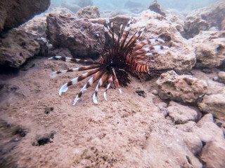 Close up view of Devil firefish or common lionfish (Pterois miles) at coral reef..