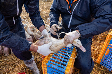 Campagne de vaccination des canards conte la grippe aviaire en parc extérieur, première...