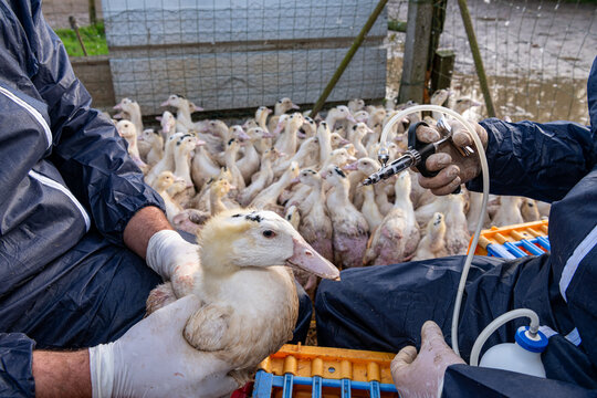 Campagne de vaccination des canards conte la grippe aviaire en parc ext&eacute;rieur, premi&egrave;re injection. Race mulard. V&eacute;t&eacute;rinaire et &eacute;leveur