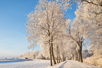 Obraz premium snow covered trees
