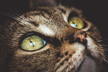 close up portrait of a cat - obrazy, fototapety, plakaty