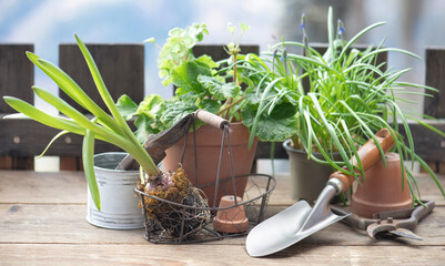 garden tools with a little shovel on a wooden table among  flowerpot and plant  in balcony
