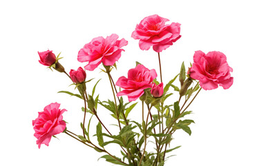 A ceramic vase sits on top of a wooden table, filled with an arrangement of vibrant pink flowers. creating a visually striking display. on a White or Clear Surface PNG Transparent Background.