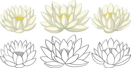 Collection of lotus flowers in various shades and styles.