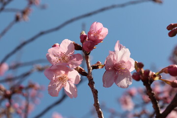 cherry blossom