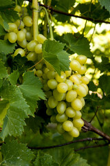 Bunch of green grapes in the garden.